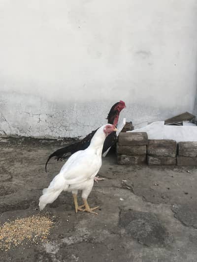 Heera Aseel Madi