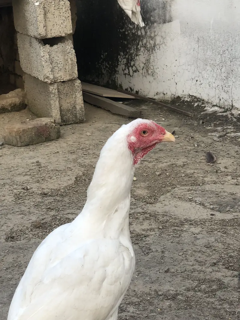 Heera Aseel Madi — photo 6