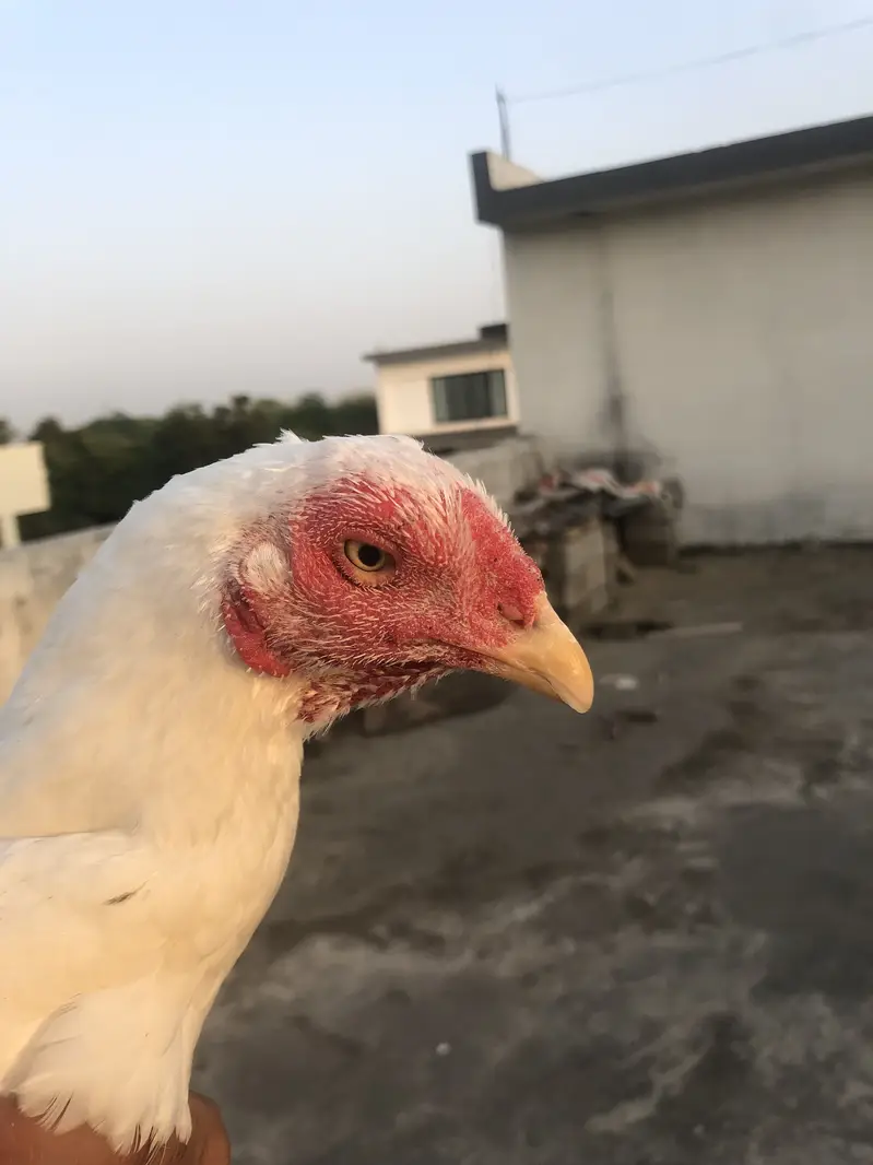 Heera Aseel Madi — photo 8