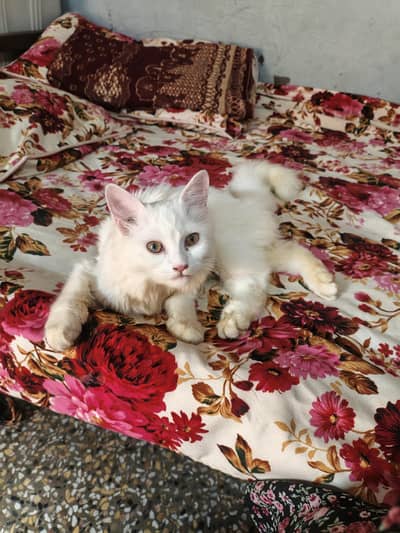 persion cat