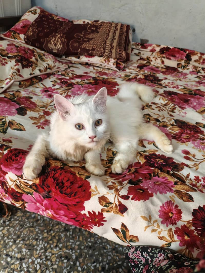 persion cat 0