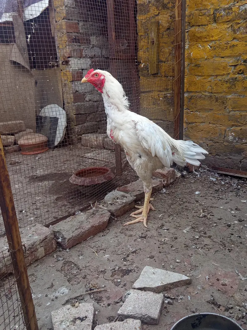 pure Aseel heera murga — photo 3