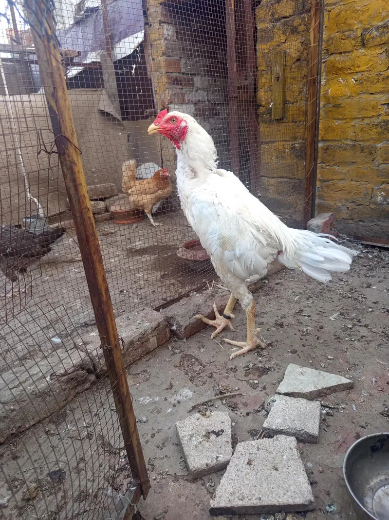 pure Aseel heera murga — photo 4