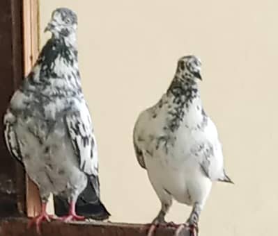 koobter for sale