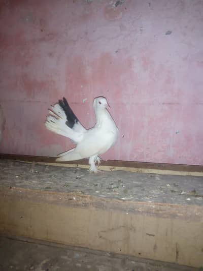 Lakka Kabutar For sale