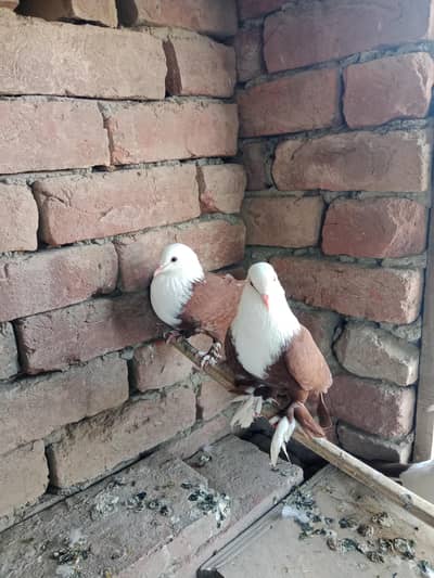 red karblai pair