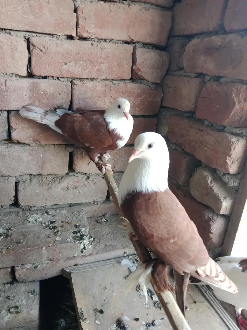 red karblai pair — photo 2