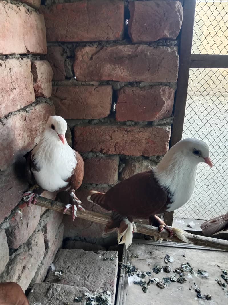 red karblai pair 2