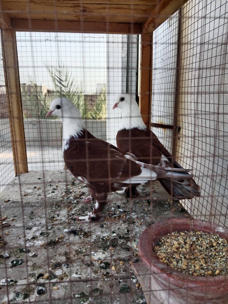 red karblai pair 3