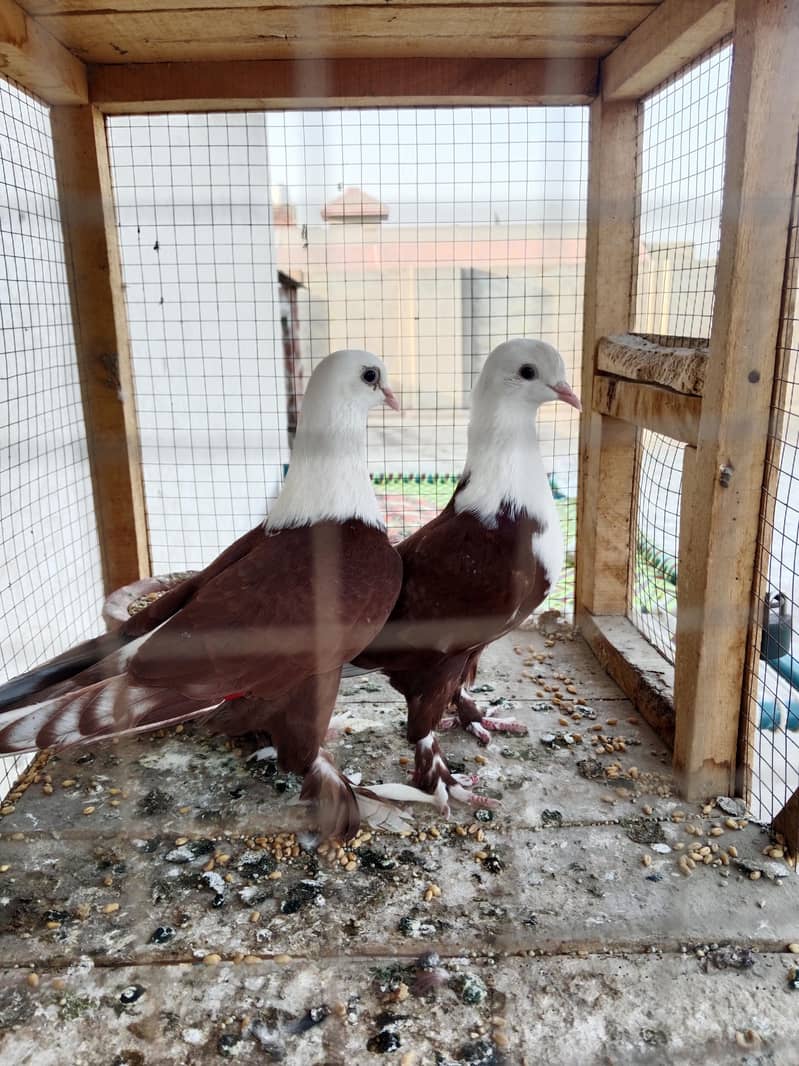 red karblai pair 4