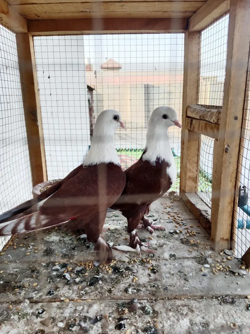 red karblai pair — photo 5