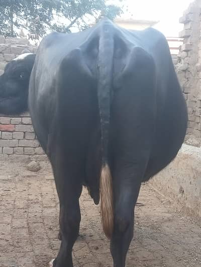 buffalo