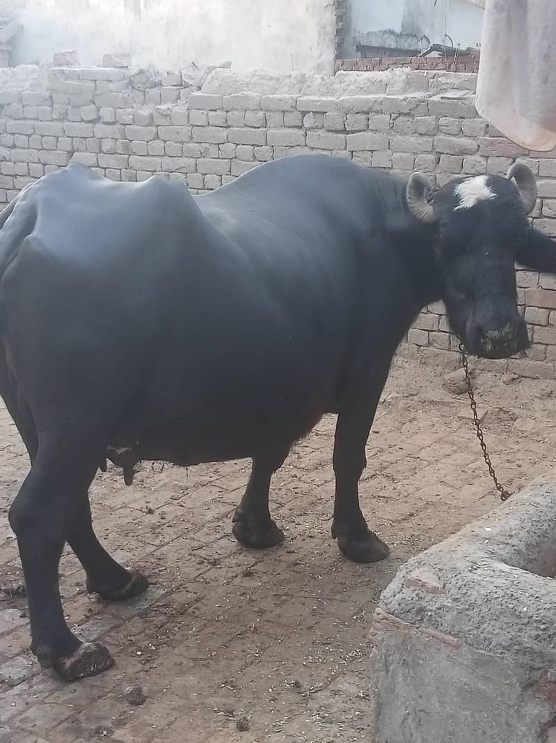 buffalo 1