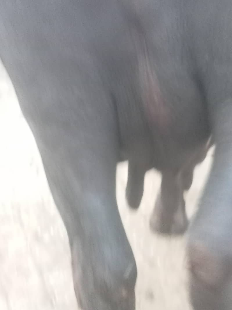 buffalo 2