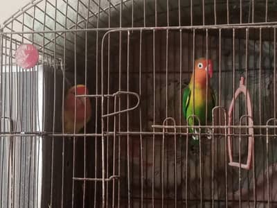 love bird pair for sale,offer required 03408093123