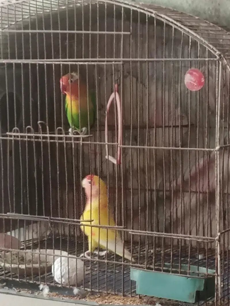 love bird pair for sale,offer required 03408093123 — photo 2