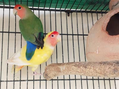 lovebird healthy pair