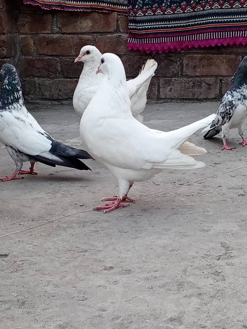 king pair 3