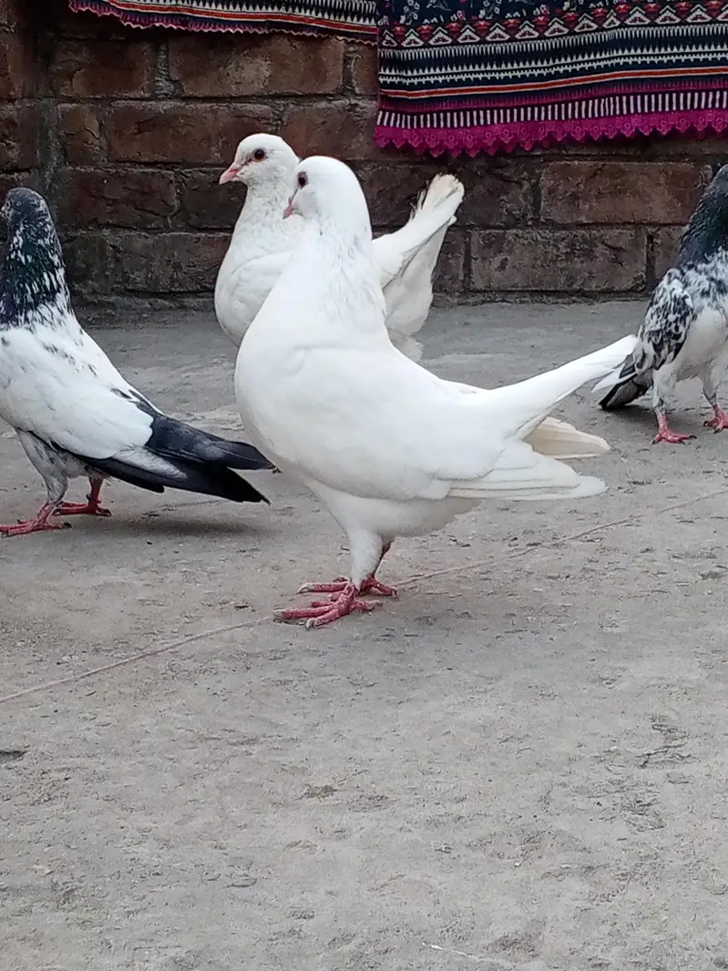 king pair — photo 4