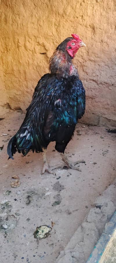 mushka murga available  03196945520