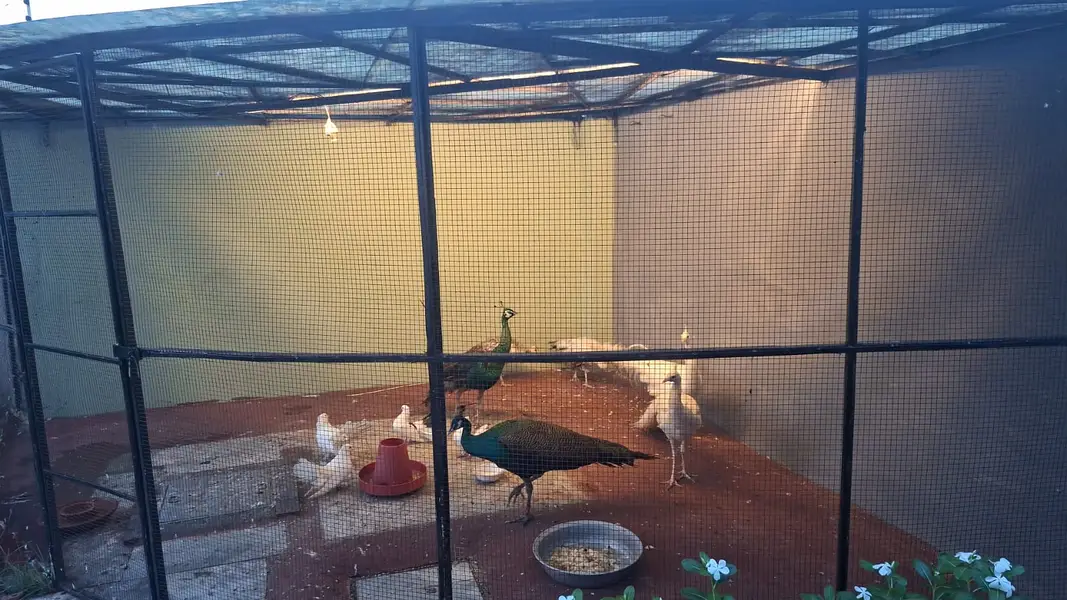 white and blue with two pide females — photo 2