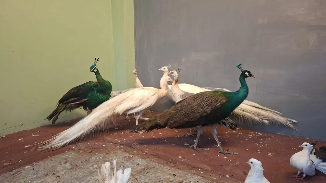 white and blue with two pide females — photo 3