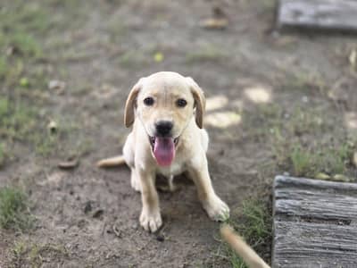Labrador puppies