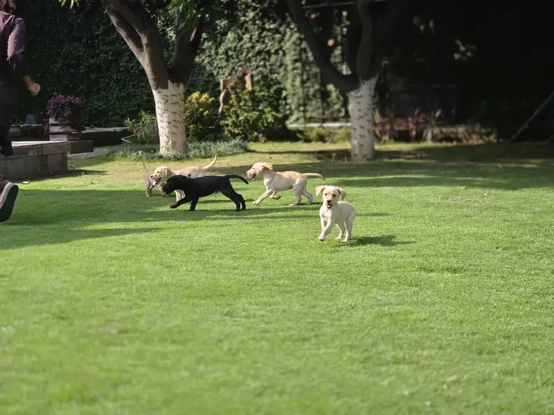 Labrador puppies — photo 2