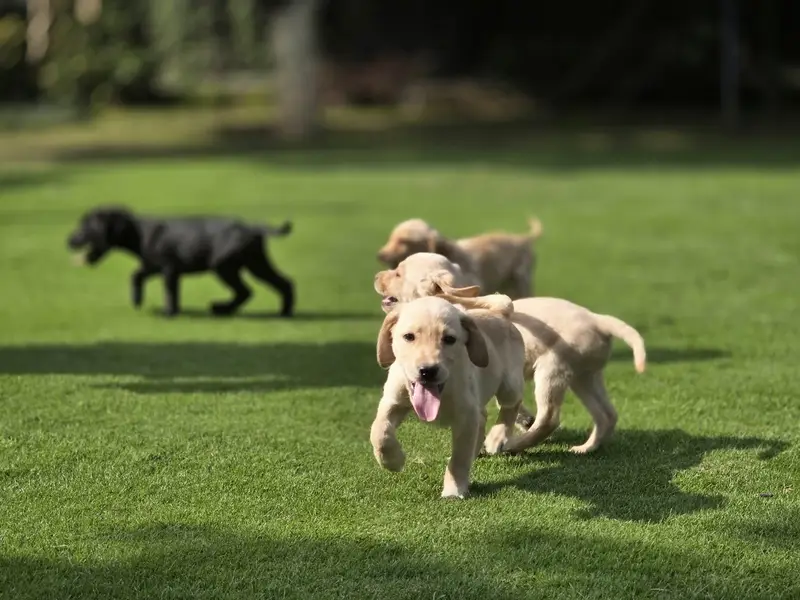 Labrador puppies — photo 3