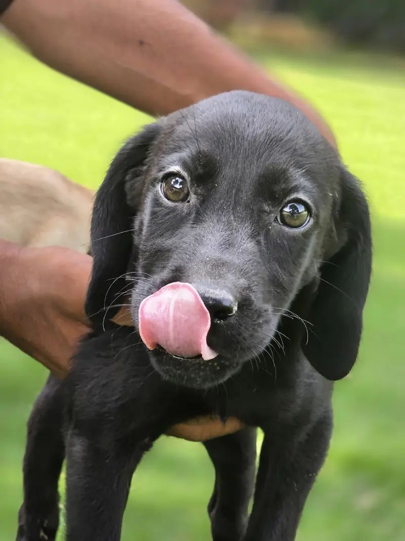 Labrador puppies — photo 4