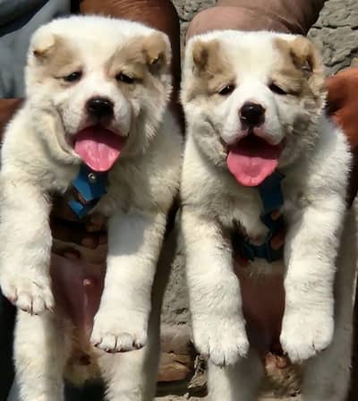 Top Quality King Alabai Puppies Pair - 2 Months Old