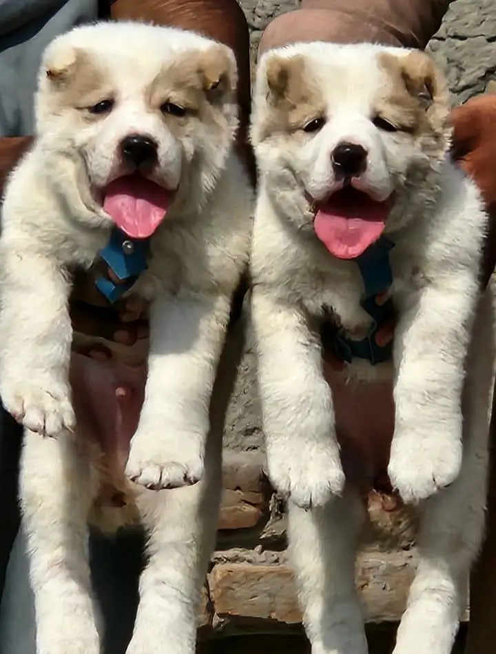 Top Quality King Alabai Puppies Pair - 2 Months Old — photo 2