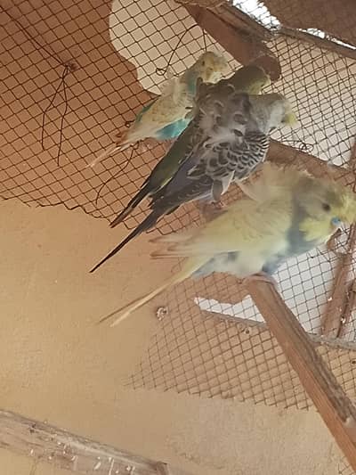 Hogoromo Budgies
