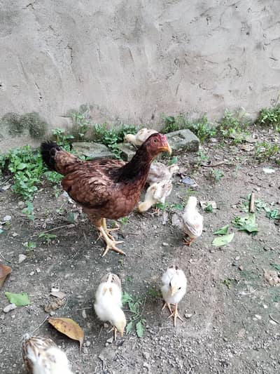Aseel murgi with chicks/ murgi with chicks
