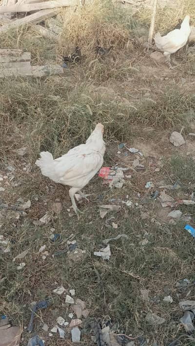 haeraa aseel murgiya pure for sale 03075011393