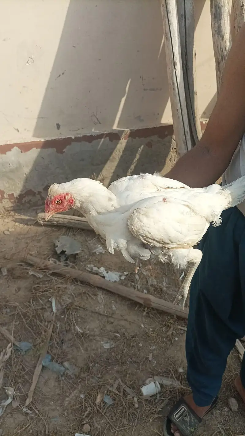 haeraa aseel murgiya pure for sale 03075011393 — photo 2