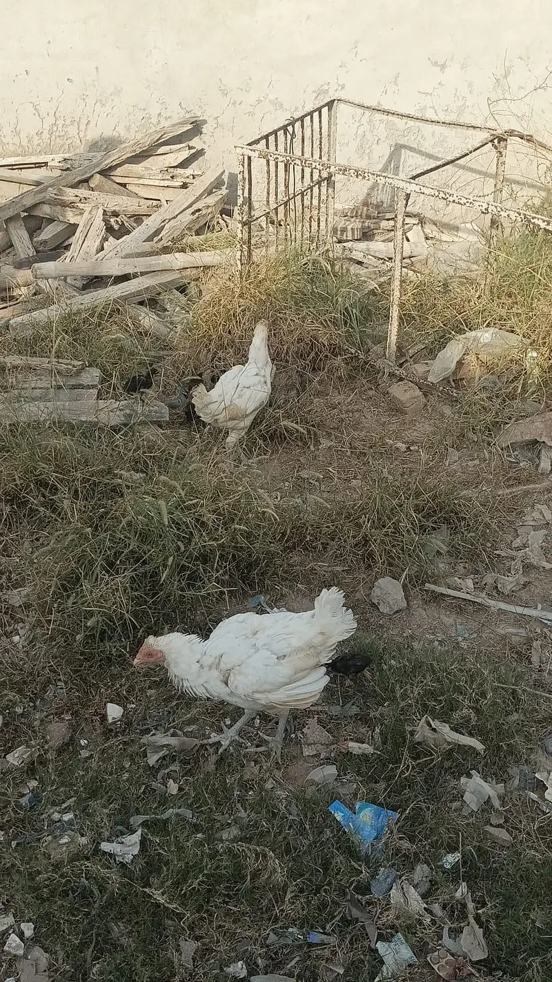 haeraa aseel murgiya pure for sale 03075011393 — photo 3