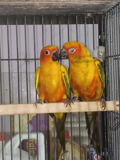 Sun canour pair with dna