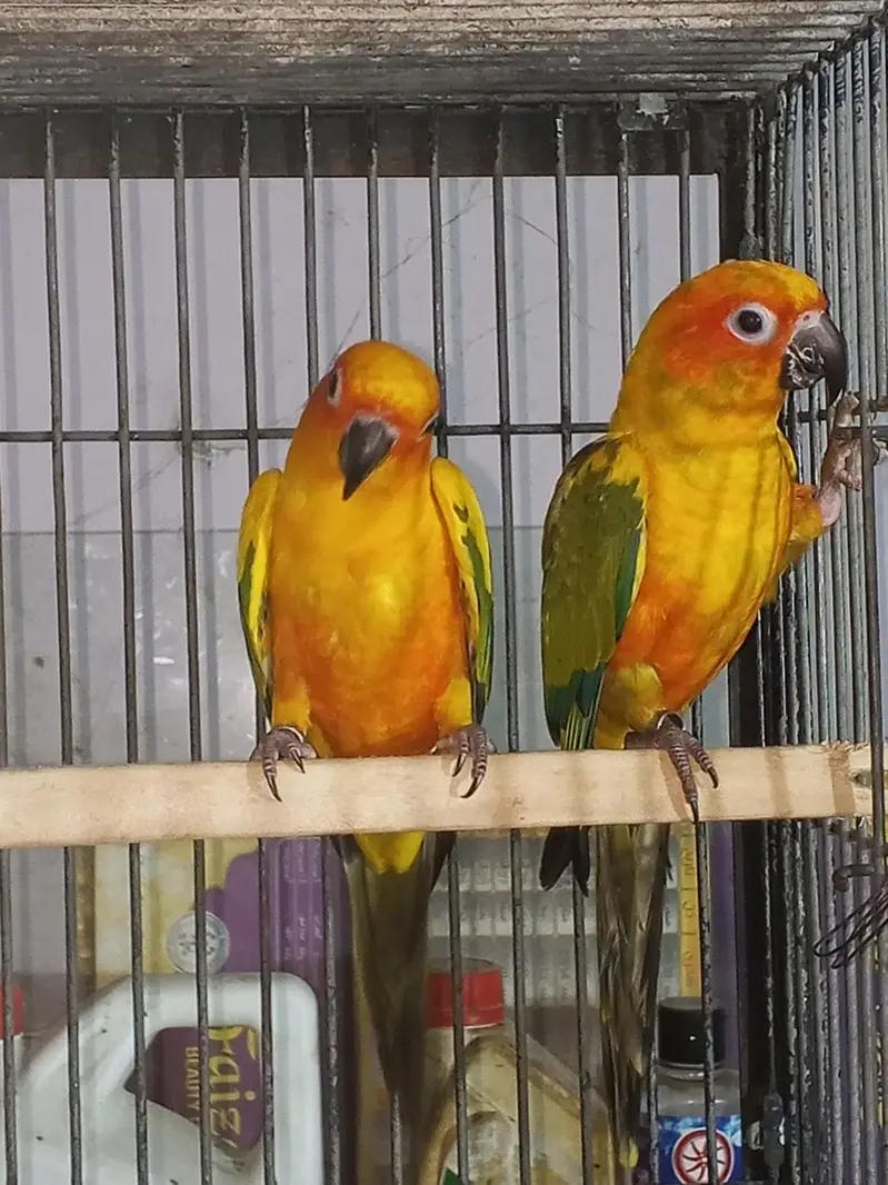 Sun canour pair with dna — photo 2