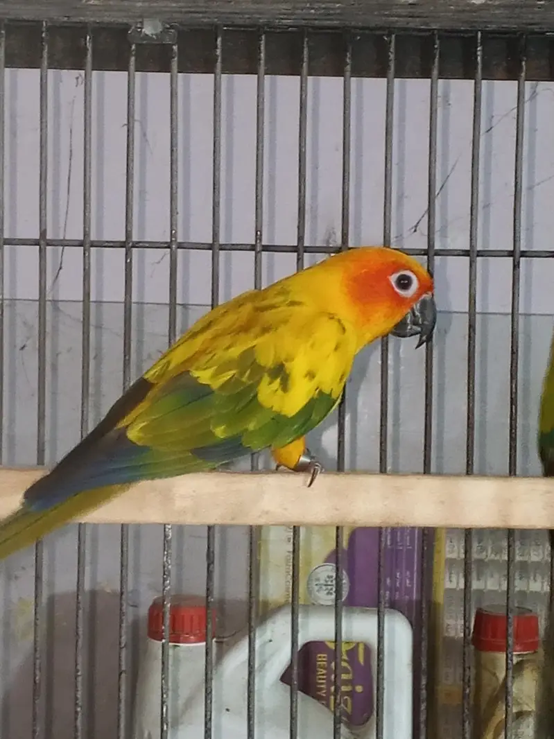 Sun canour pair with dna — photo 3