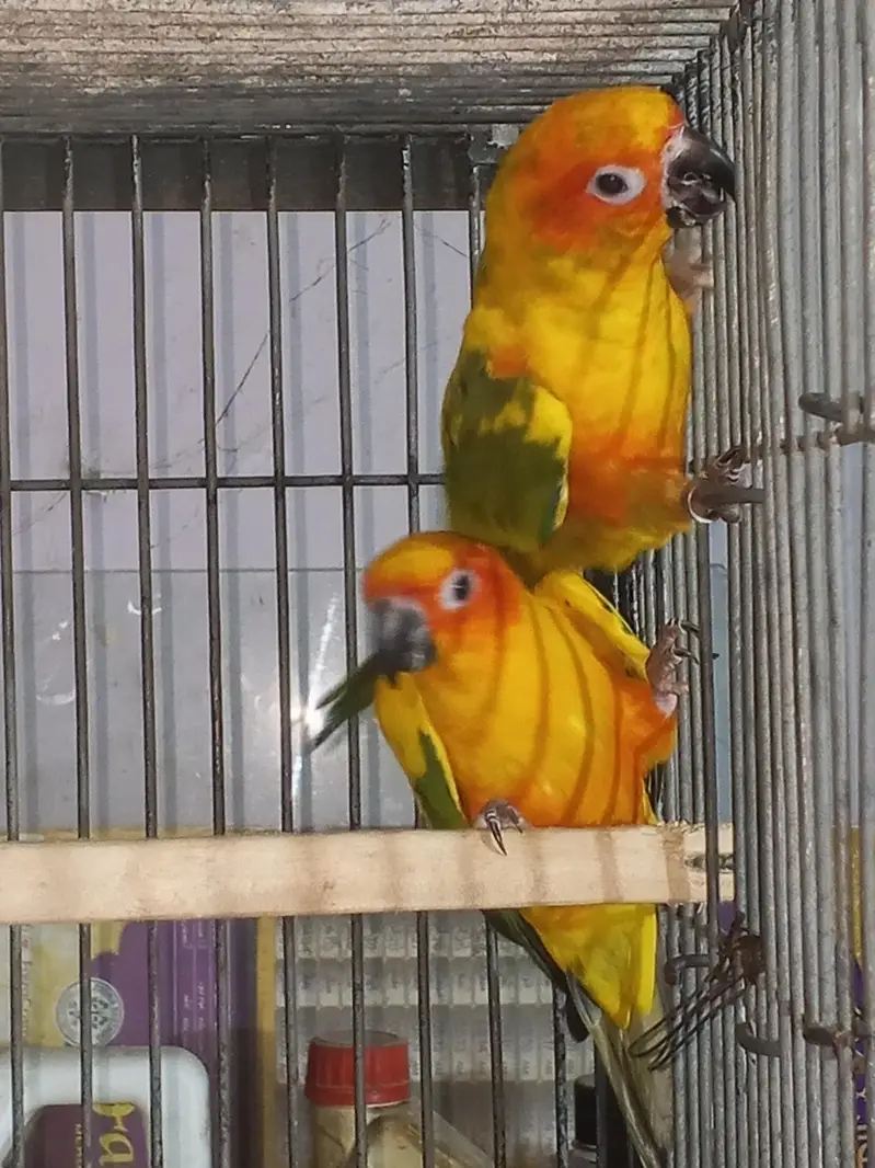 Sun canour pair with dna — photo 4