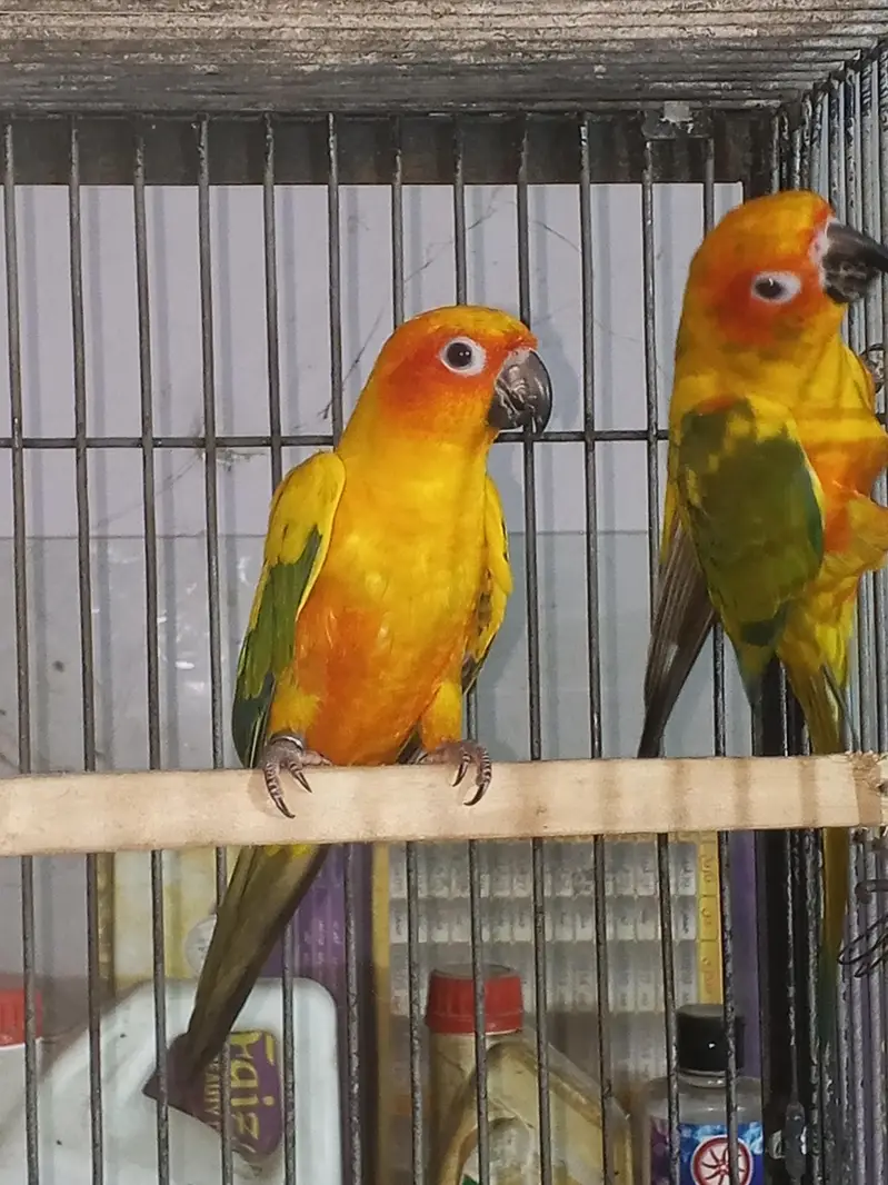 Sun canour pair with dna — photo 5