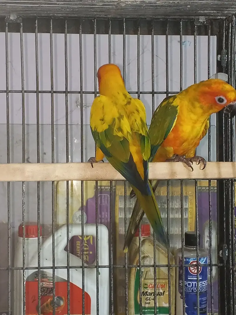 Sun canour pair with dna — photo 6