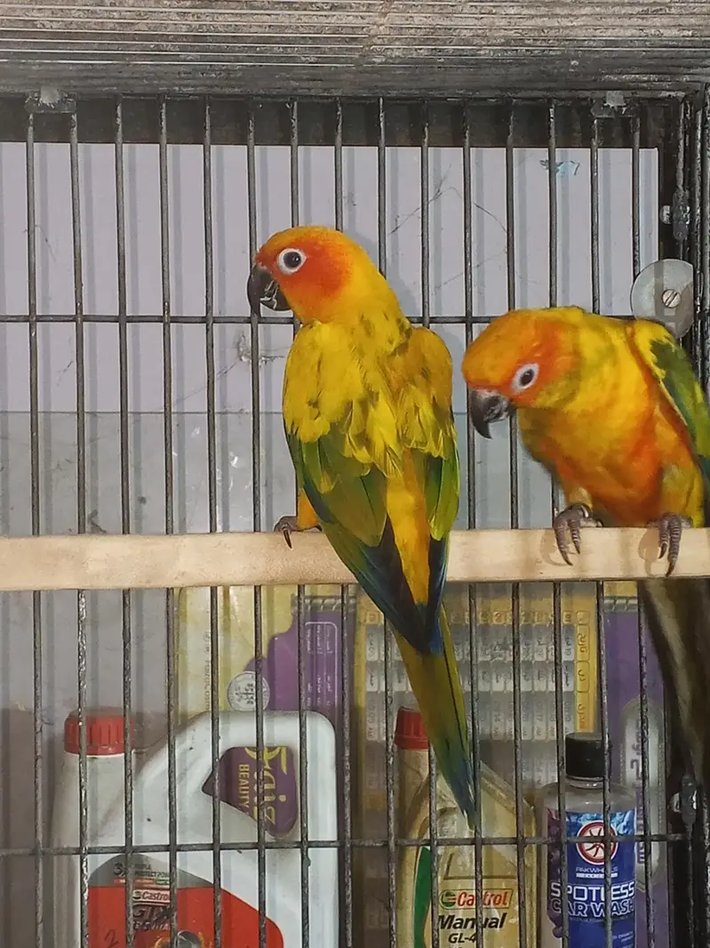 Sun canour pair with dna — photo 7