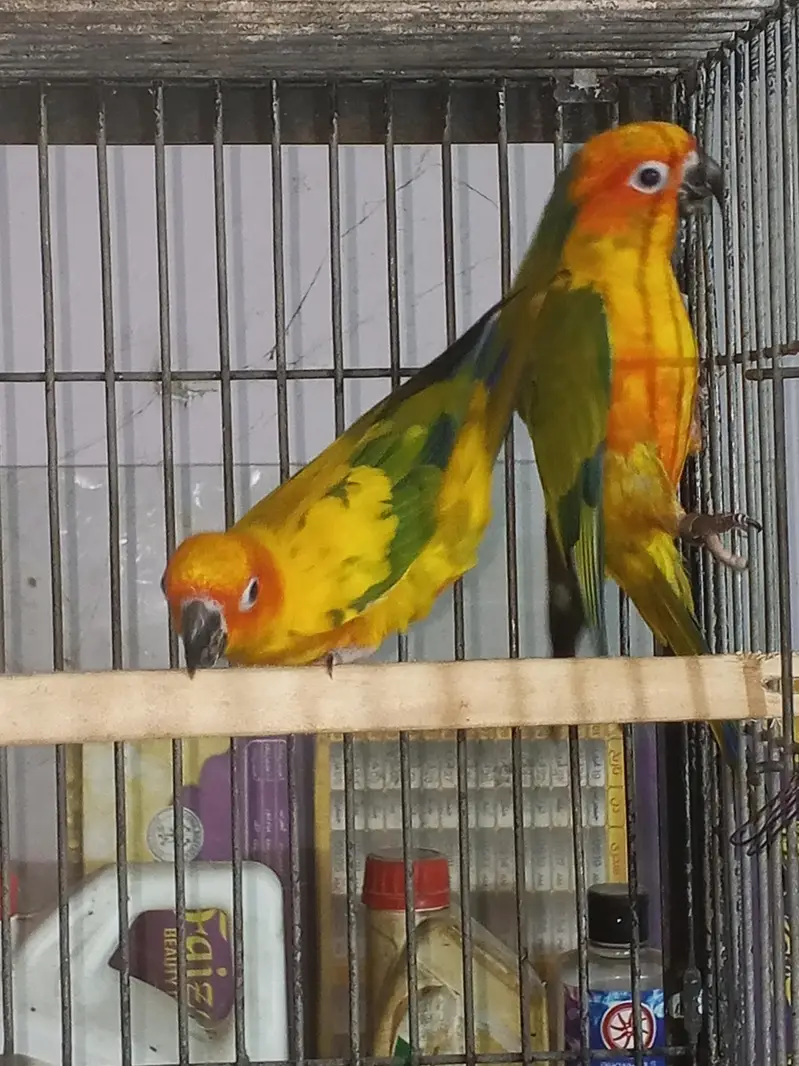 Sun canour pair with dna — photo 8