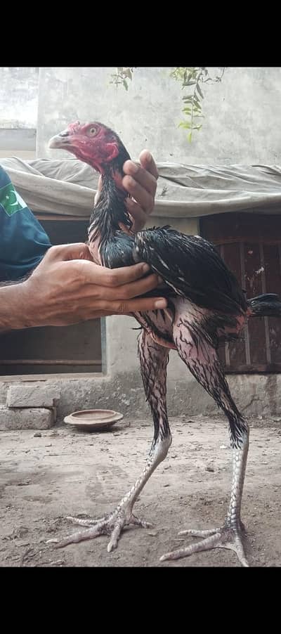 aseel quality birds available