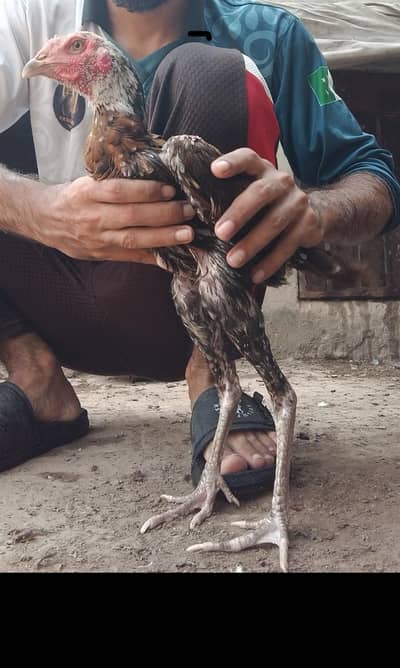 aseel quality birds available