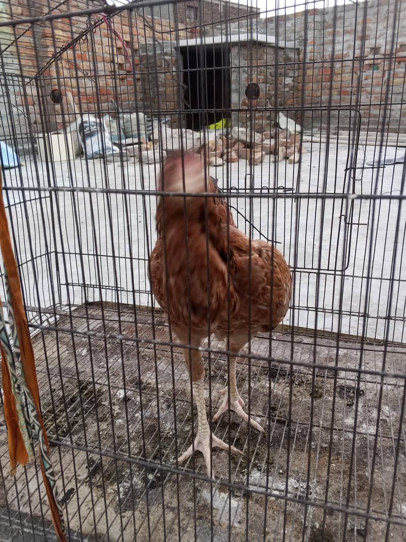 Aseel long neck 2