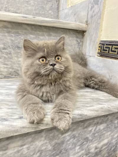 Persian male kitten available