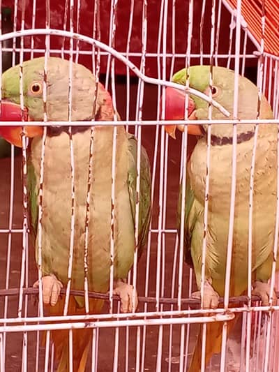 kashmiri breedr male  for sell